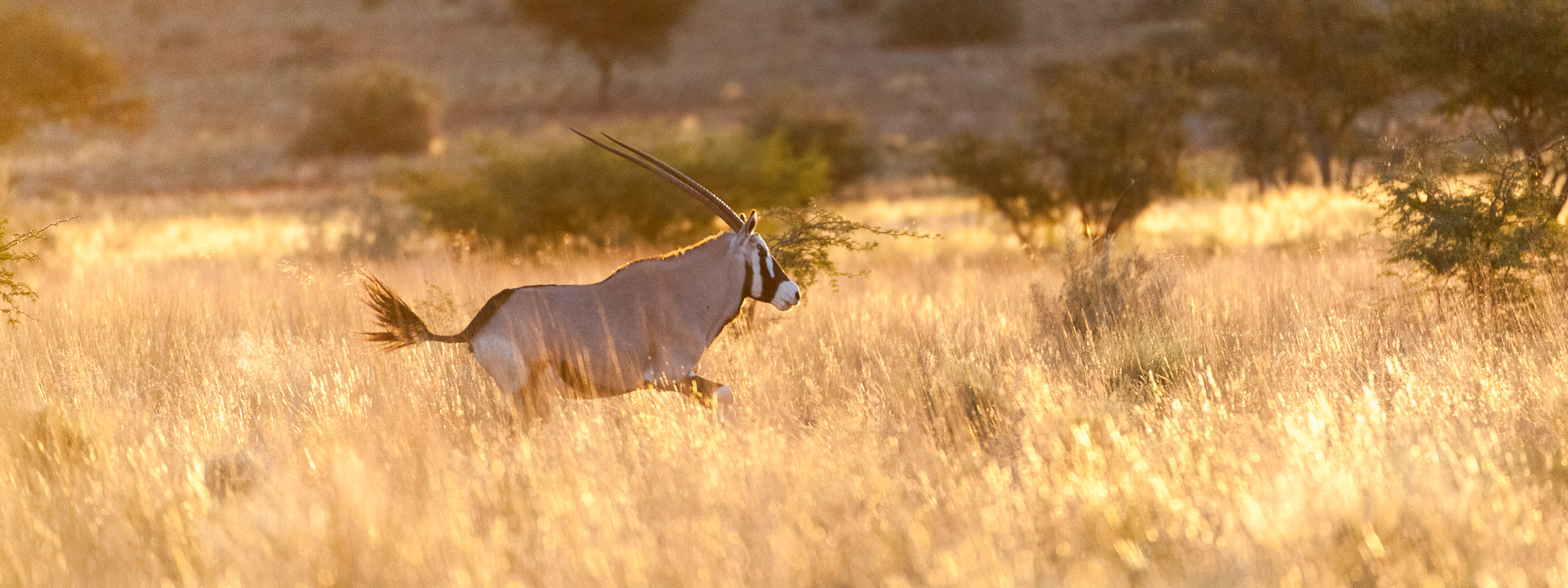 oryx savanna
